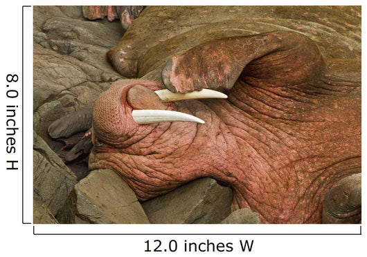 Up Pacific Walrus Male Wall Decal
