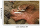 Up Pacific Walrus Male Wall Decal