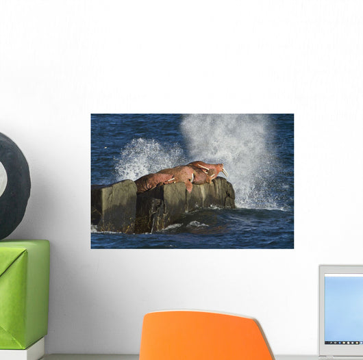 Pacific Walrus Males Hauled Wall Decal