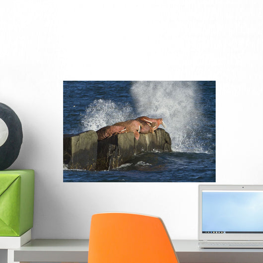 Pacific Walrus Males Hauled Wall Decal