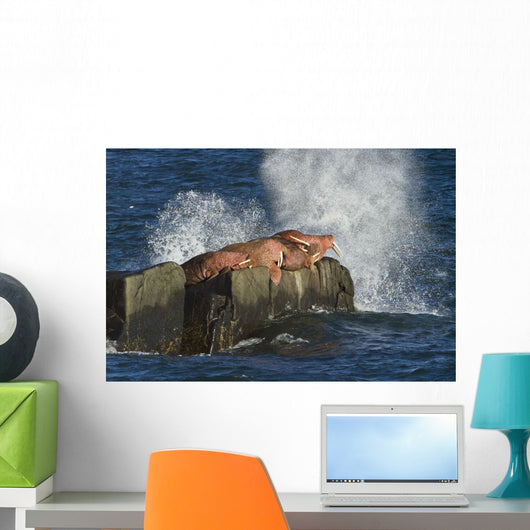 Pacific Walrus Males Hauled Wall Decal
