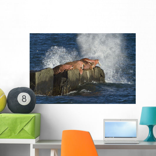 Pacific Walrus Males Hauled Wall Decal