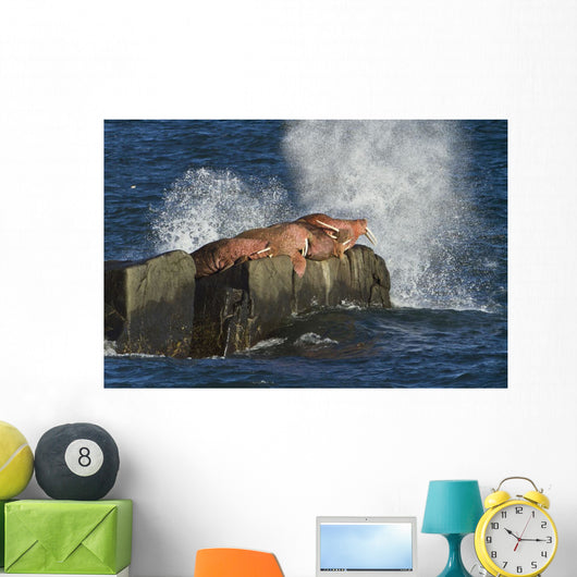 Pacific Walrus Males Hauled Wall Decal