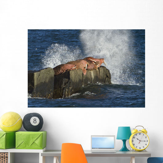 Pacific Walrus Males Hauled Wall Decal