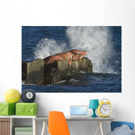 Pacific Walrus Males Hauled Wall Decal