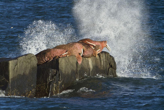 Pacific Walrus Males Hauled Wall Decal