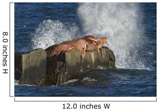 Pacific Walrus Males Hauled Wall Decal