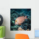 Goldring Surgeonfish near Kona Wall Decal