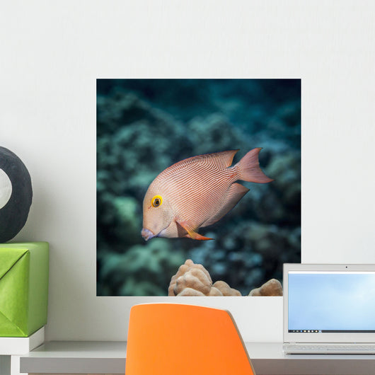 Goldring Surgeonfish near Kona Wall Decal
