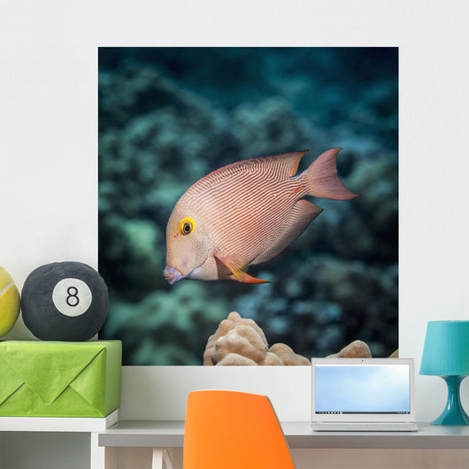 Goldring Surgeonfish near Kona Wall Decal