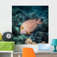 Goldring Surgeonfish near Kona Wall Decal