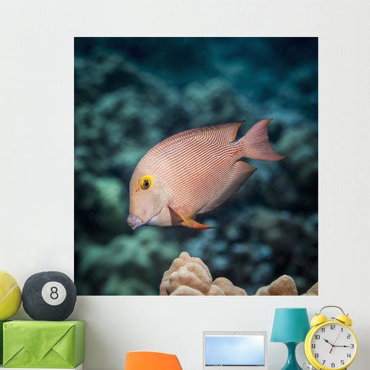 Goldring Surgeonfish near Kona Wall Decal