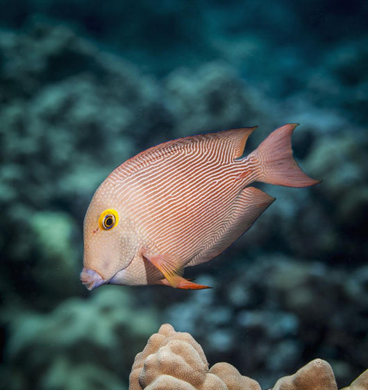 Goldring Surgeonfish near Kona Wall Decal