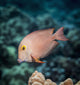 Goldring Surgeonfish near Kona Wall Decal