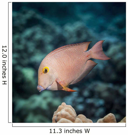Goldring Surgeonfish near Kona Wall Decal