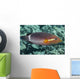 Ringtail Wrasse near Kona Wall Decal
