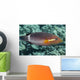 Ringtail Wrasse near Kona Wall Decal