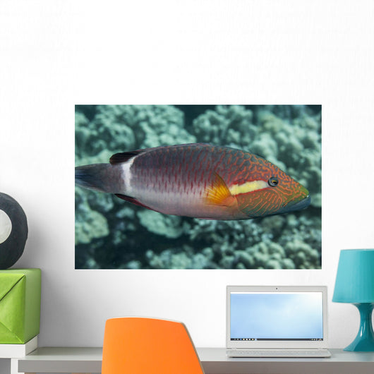 Ringtail Wrasse near Kona Wall Decal