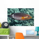 Ringtail Wrasse near Kona Wall Decal