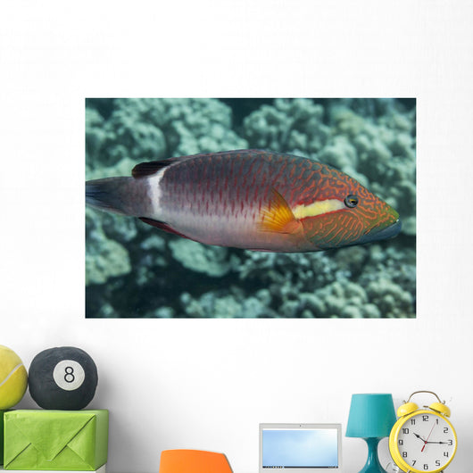 Ringtail Wrasse near Kona Wall Decal