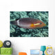Ringtail Wrasse near Kona Wall Decal