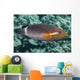 Ringtail Wrasse near Kona Wall Decal