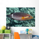 Ringtail Wrasse near Kona Wall Decal