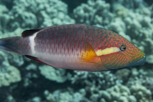 Ringtail Wrasse near Kona Wall Decal
