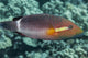 Ringtail Wrasse near Kona Wall Decal