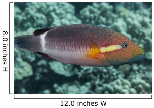 Ringtail Wrasse near Kona Wall Decal