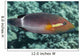 Ringtail Wrasse near Kona Wall Decal