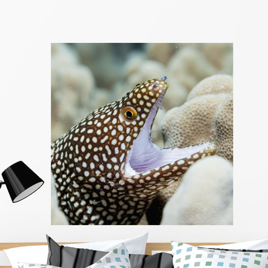 Sharp Teeth Can Be Wall Decal