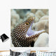 Sharp Teeth Can Be Wall Decal