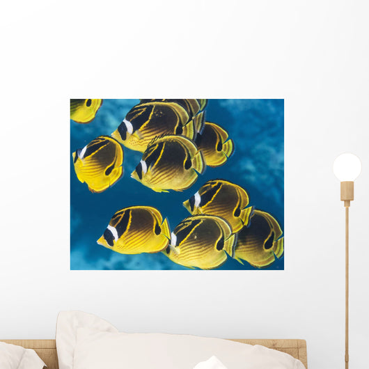 Racoon Butterflyfish Schooling near Wall Decal