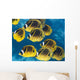 Racoon Butterflyfish Schooling near Wall Decal