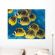 Racoon Butterflyfish Schooling near Wall Decal