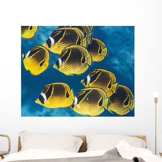 Racoon Butterflyfish Schooling near Wall Decal