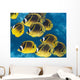 Racoon Butterflyfish Schooling near Wall Decal