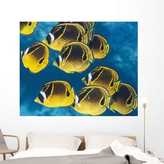 Racoon Butterflyfish Schooling near Wall Decal