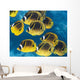 Racoon Butterflyfish Schooling near Wall Decal