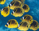 Racoon Butterflyfish Schooling near Wall Decal