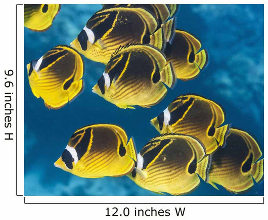 Racoon Butterflyfish Schooling near Wall Decal