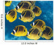 Racoon Butterflyfish Schooling near Wall Decal