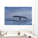Humpback Whale Lifts Its Wall Decal Design 2