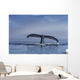 Humpback Whale Lifts Its Wall Decal Design 2