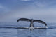 Humpback Whale Lifts Its Wall Decal Design 2