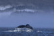 Humpback Whale Lifts Its Wall Decal Design 1