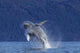 Young Humpback Whale Leaps Wall Decal Design 2
