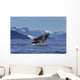 Young Humpback Whale Leaps Wall Decal Design 1
