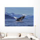 Young Humpback Whale Leaps Wall Decal Design 1